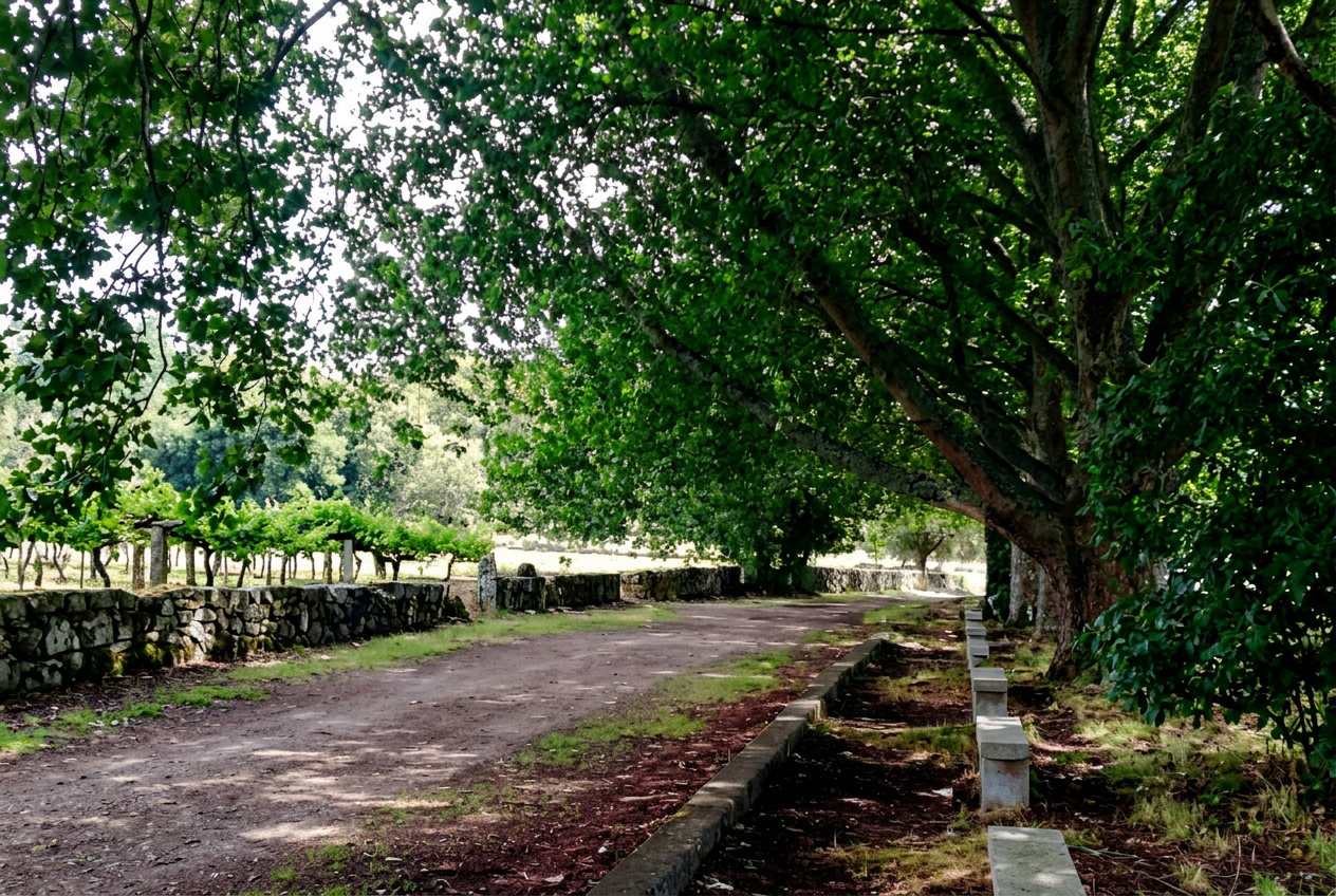 Trilho da Ribeira Lima ladeado por árvores centenárias